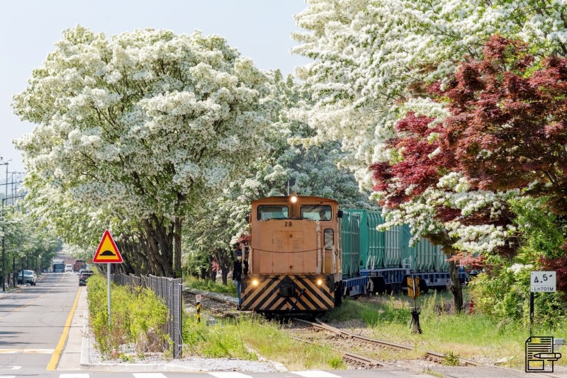 5월에 가장 아름다운 북전주선 이팝나무 철길 | 인스티즈