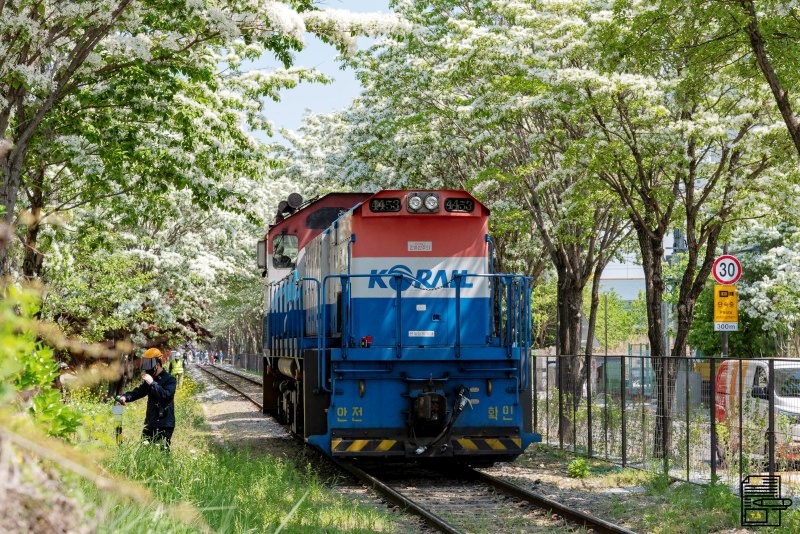 5월에 가장 아름다운 북전주선 이팝나무 철길 | 인스티즈