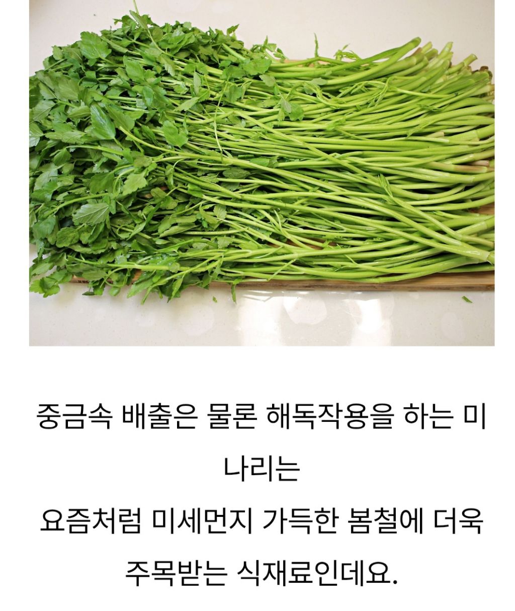 미나리 이미지