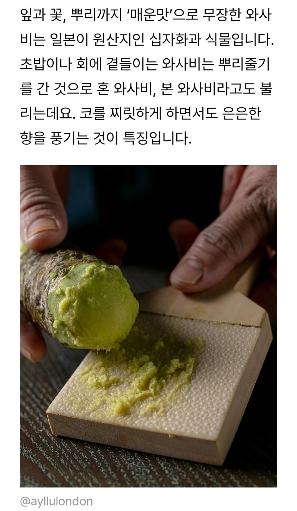 와사비 이미지