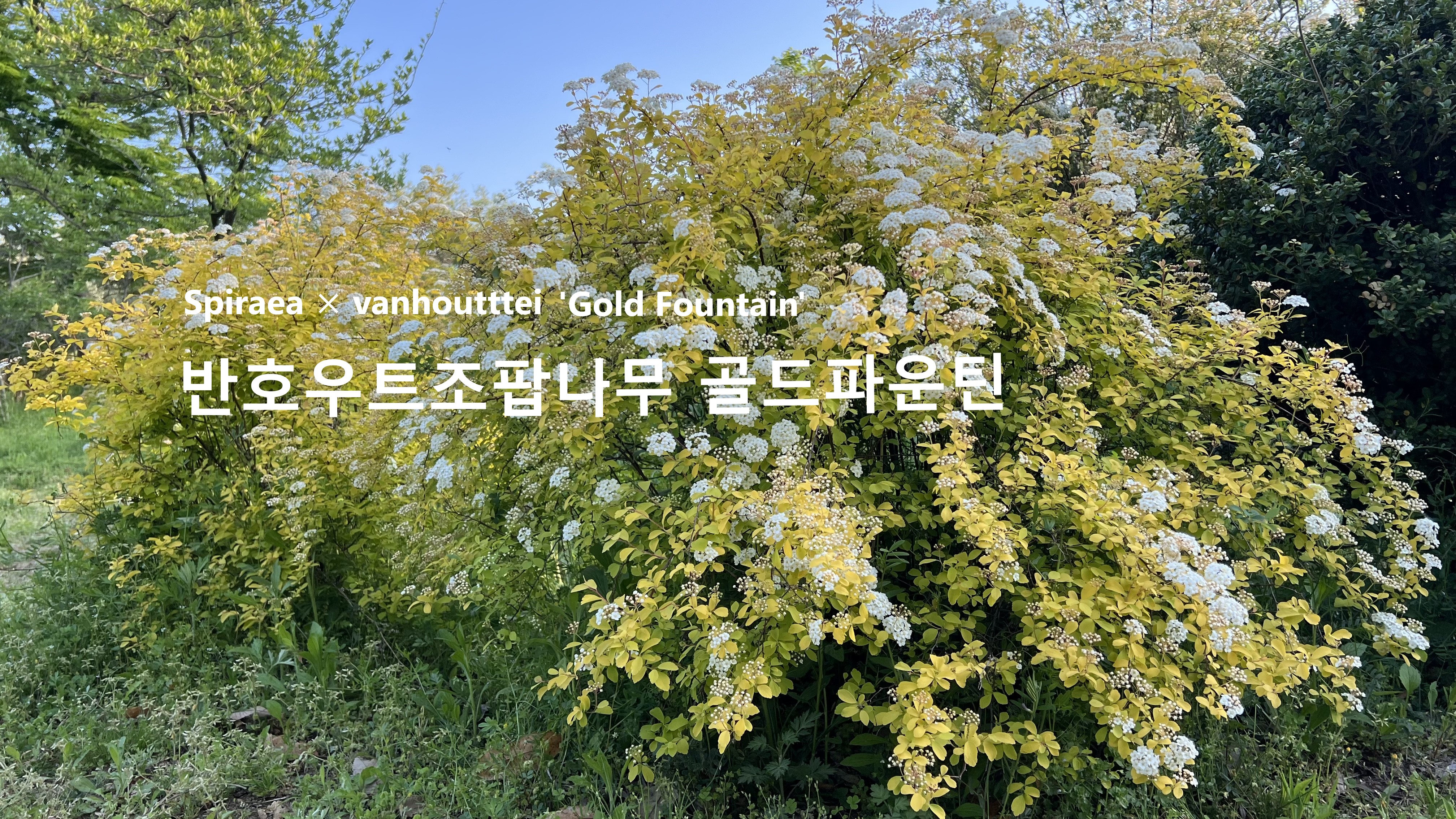 골드파운틴 이미지