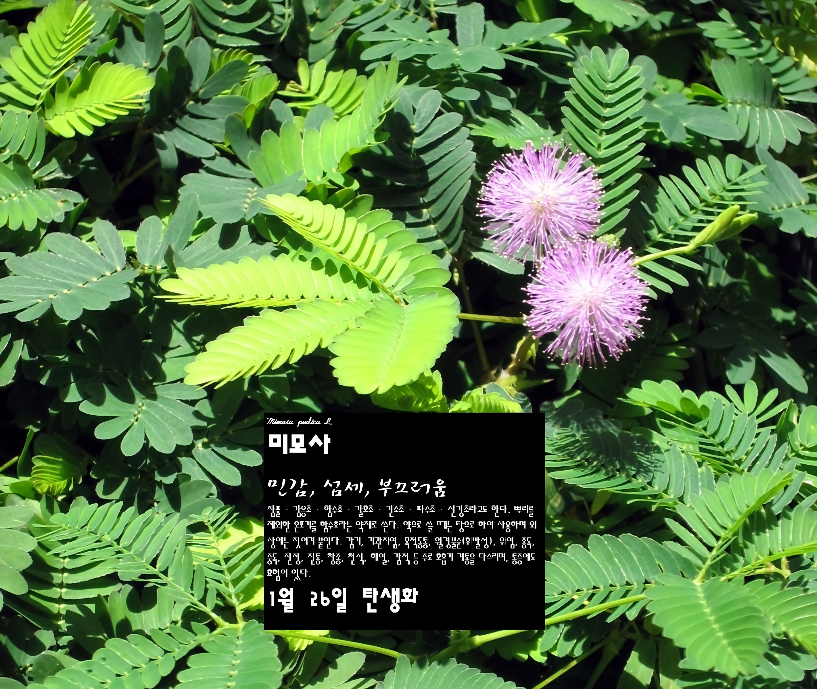 미모사 이미지