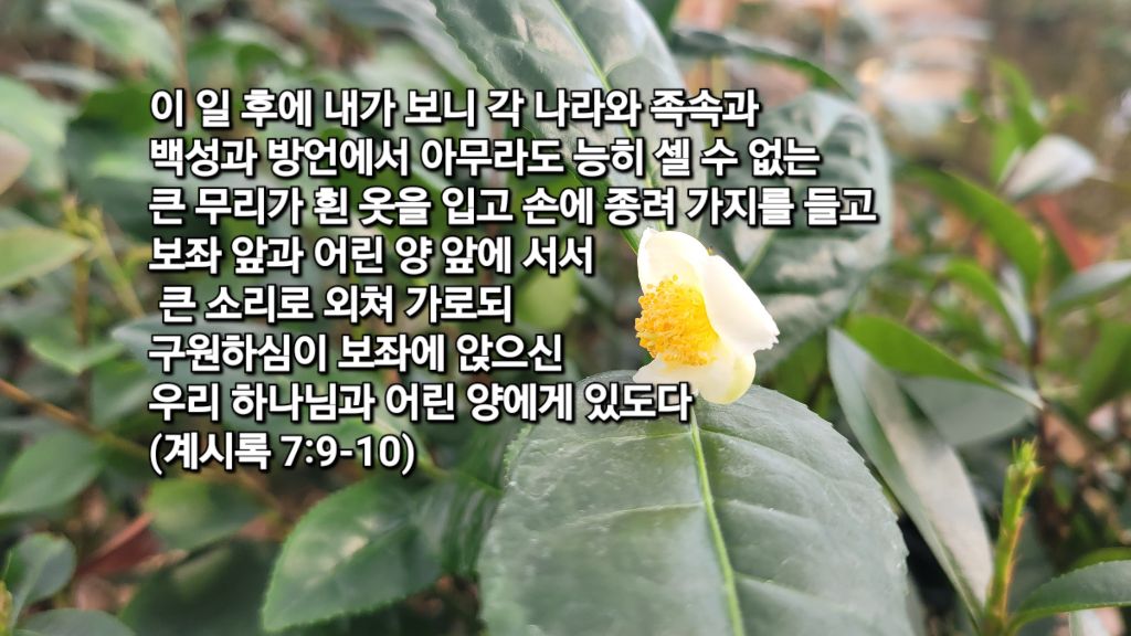 호산나 이미지