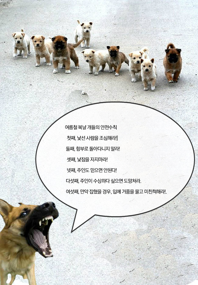 복 이미지