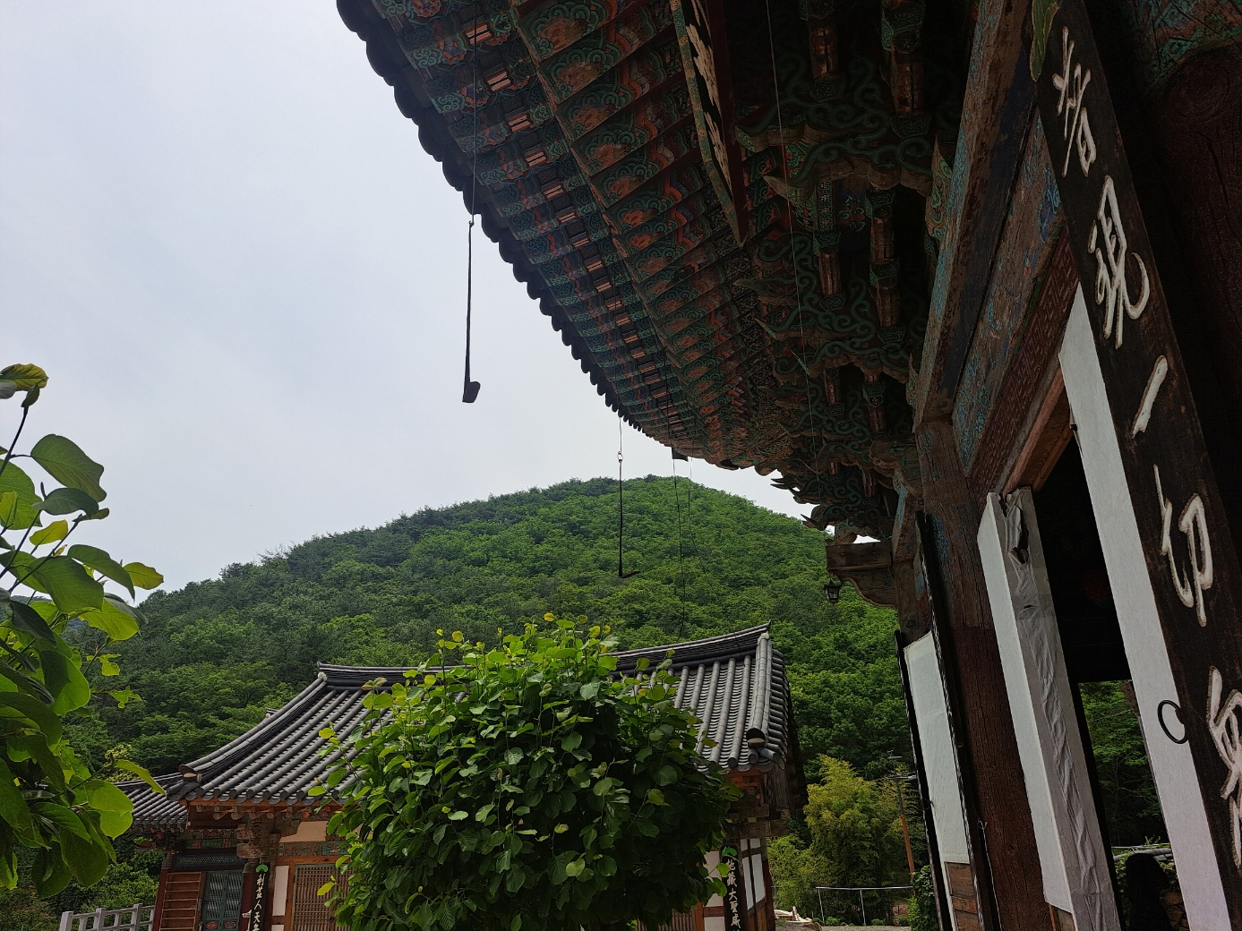Daum 카페