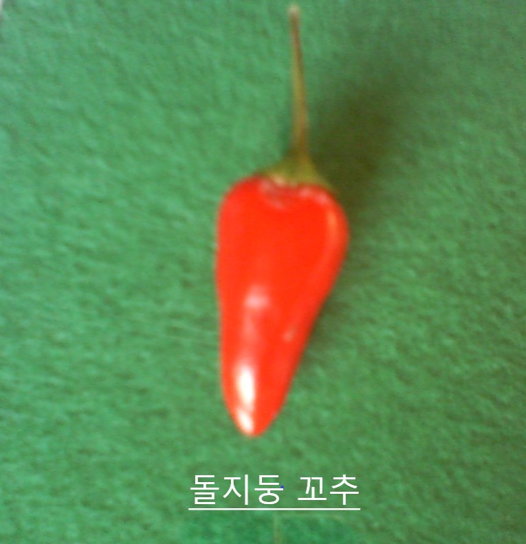 꼬추 이미지