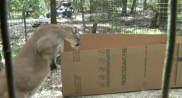 냥줍 하는법.gif | 인스티즈