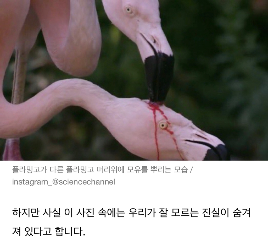 플라밍고 이미지