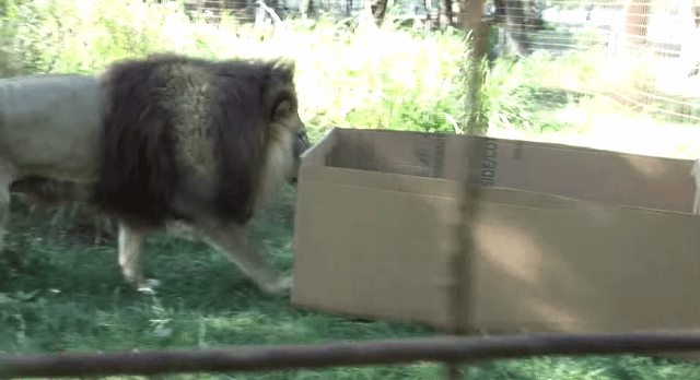 냥줍 하는법.gif | 인스티즈