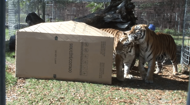 냥줍 하는법.gif | 인스티즈