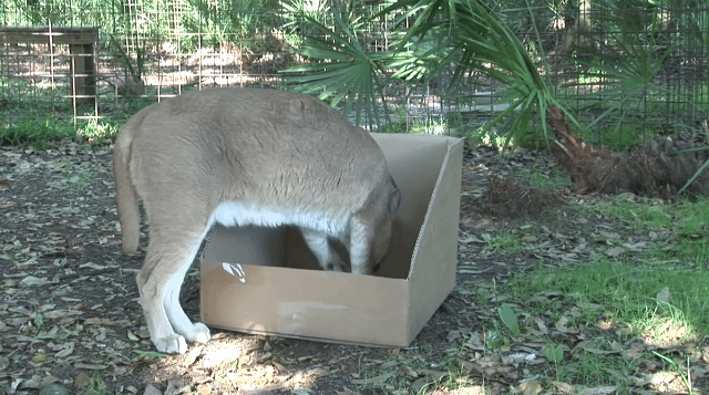 냥줍 하는법.gif | 인스티즈