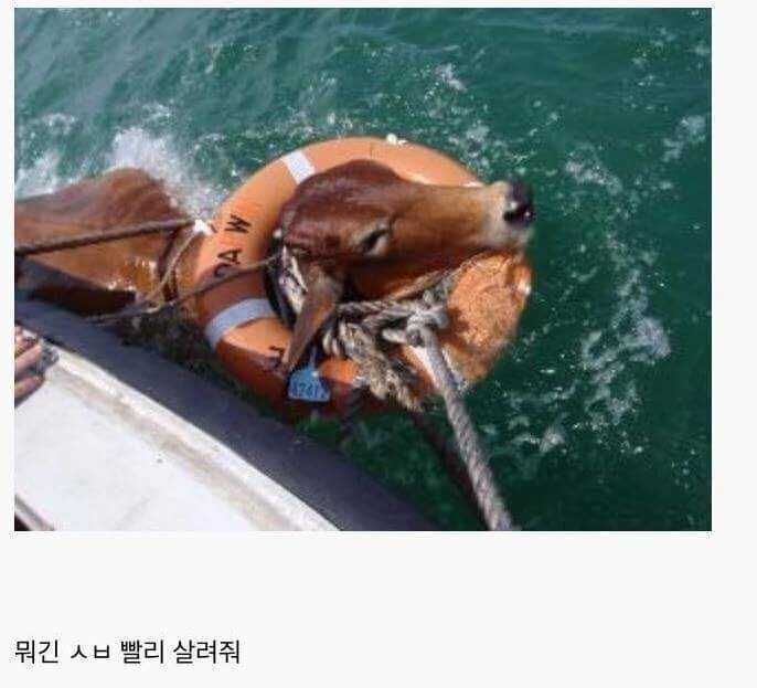 소가 이미지