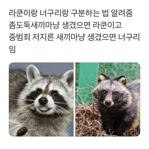 너구리 이미지