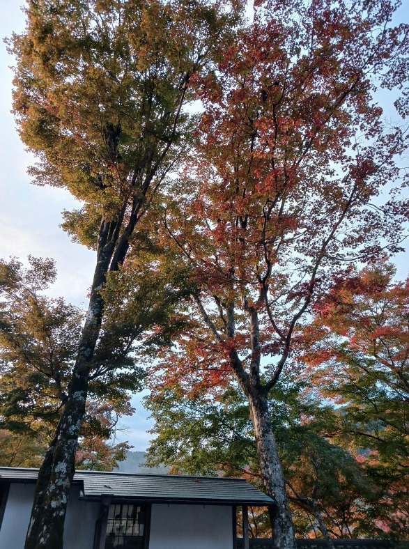 오하라 이미지