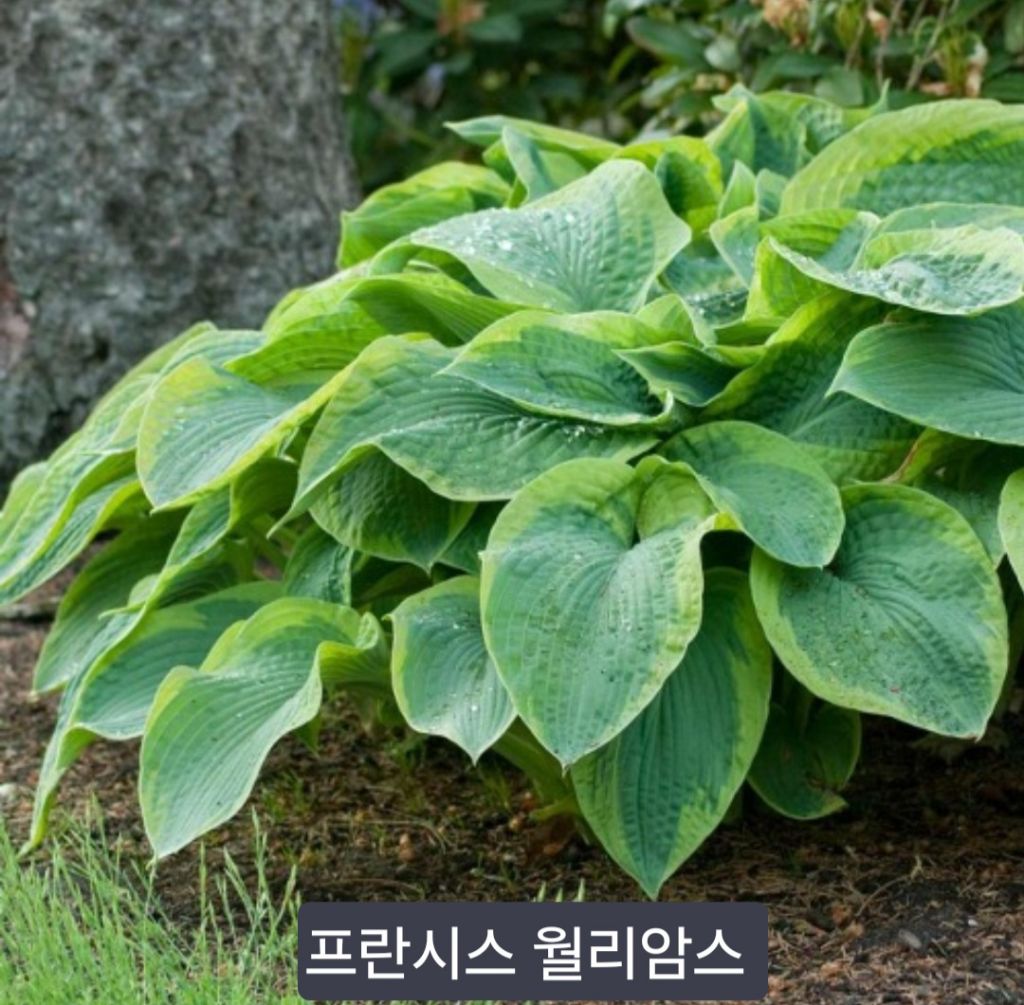 프랑세스 이미지