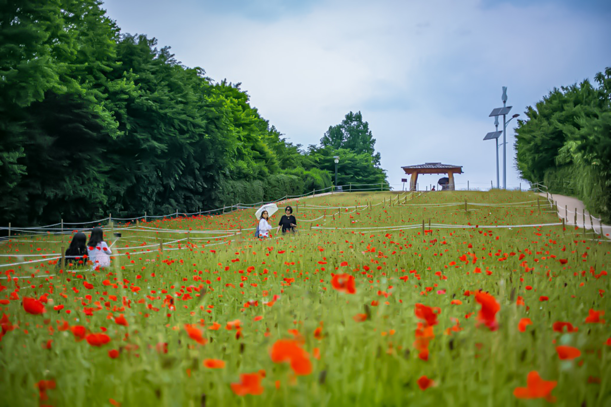 올림픽공원 들꽃마루 - ――······· 자연풍경 사진 - 너에게 편지를 올림픽공원 들꽃마루