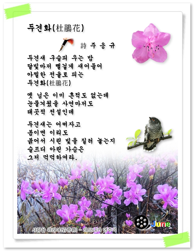 두견화(杜鵑花) - 주응규 & 카페회원의 詩 - ――······· 감동詩 사랑詩 - 너에게 편지를 두견화(杜鵑花) - 주응규 & 카페회원의 詩