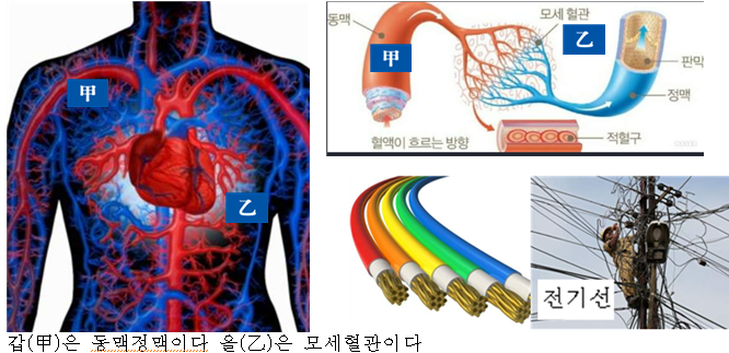 넝쿨의류 이미지