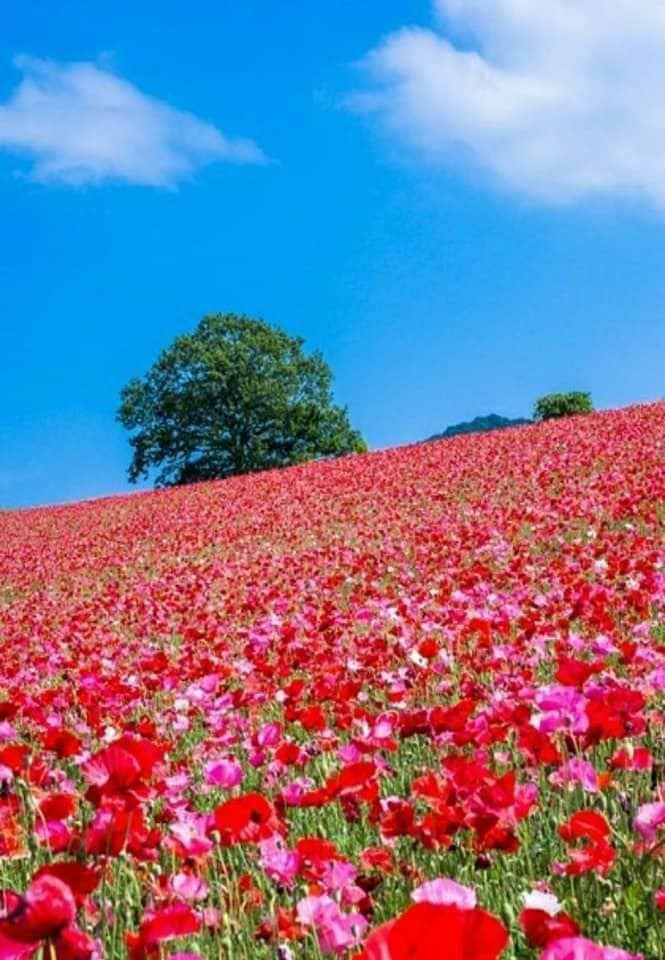 축복 이미지