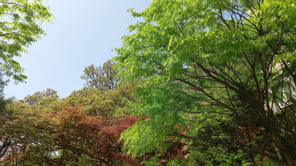 새잎이 이미지