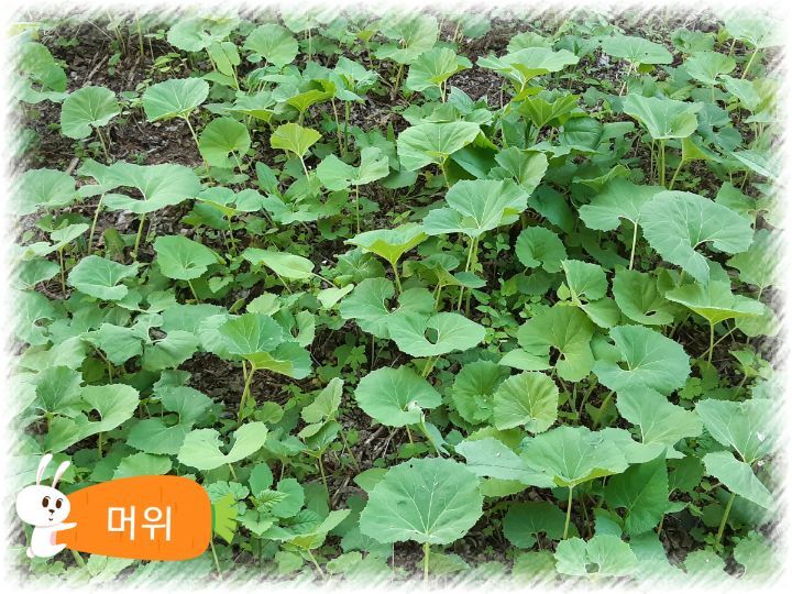 별미쌈밥 이미지