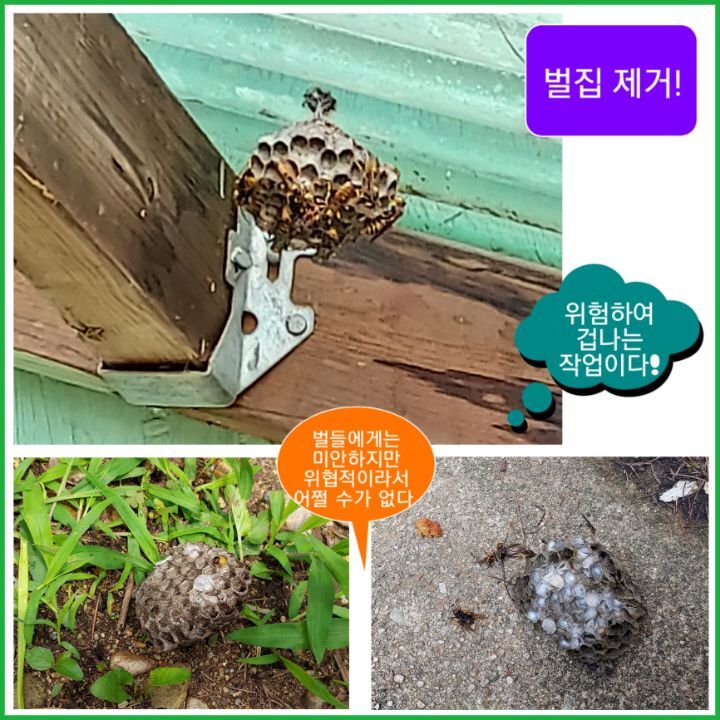 벌집 이미지