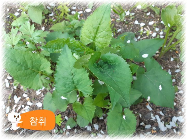 별미쌈밥 이미지
