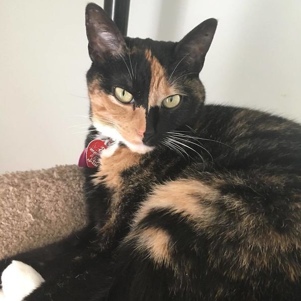 독특한 털 무늬를 가진 고양이들.jpg | 인스티즈