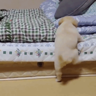 쇼파에 오르려는 강아지.gif | 인스티즈