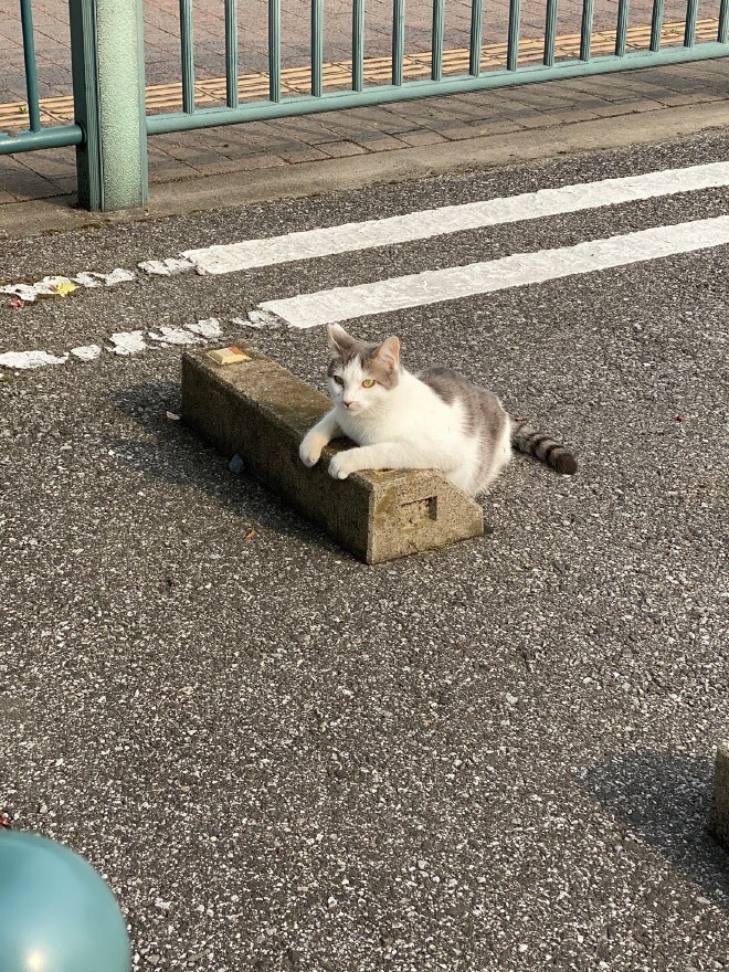 방지턱에서 쉬는 고양이들 | 인스티즈