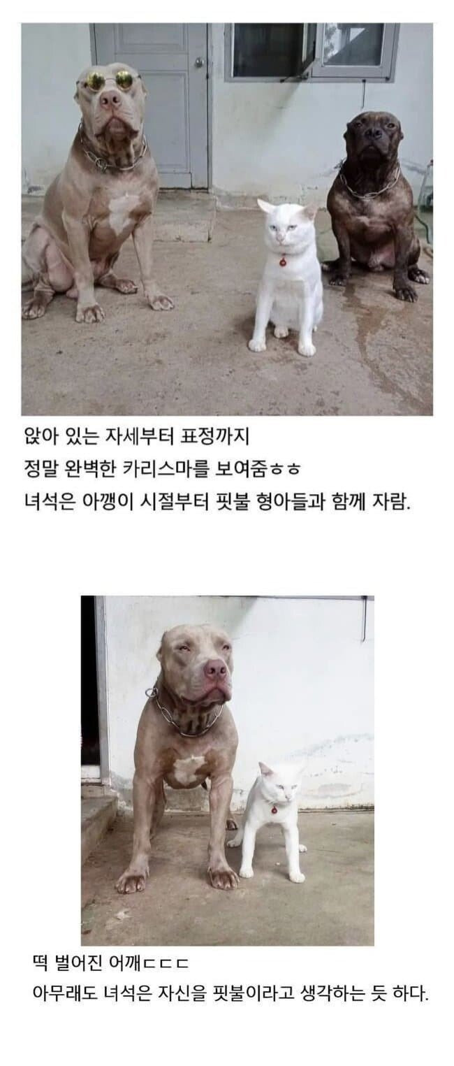 강아지가 자꾸 캣타워에 올라가서 큰일이에요 | 인스티즈