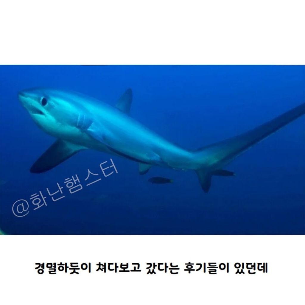 생긴걸로 오해받는 상어 | 인스티즈