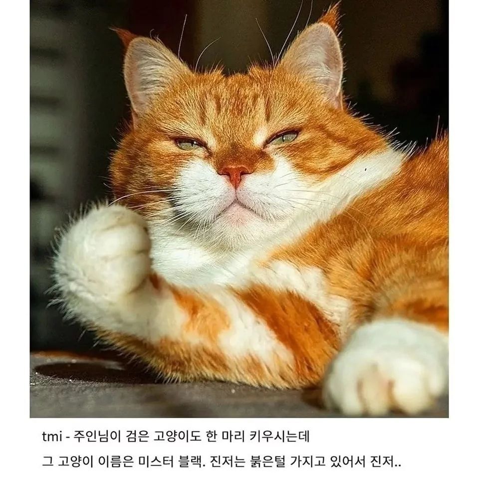 러시아의 셀럽 고양이 | 인스티즈