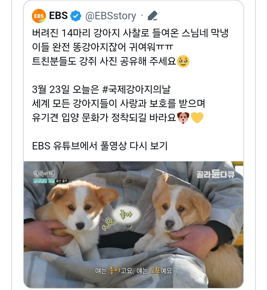 사찰에서 키우는 강아지들 이름이 샤넬, 로이스, 로또인 이유 | 인스티즈