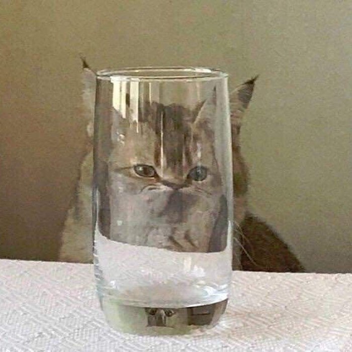 고양이는 굴곡진 유리를 통해서 봐야한다 | 인스티즈