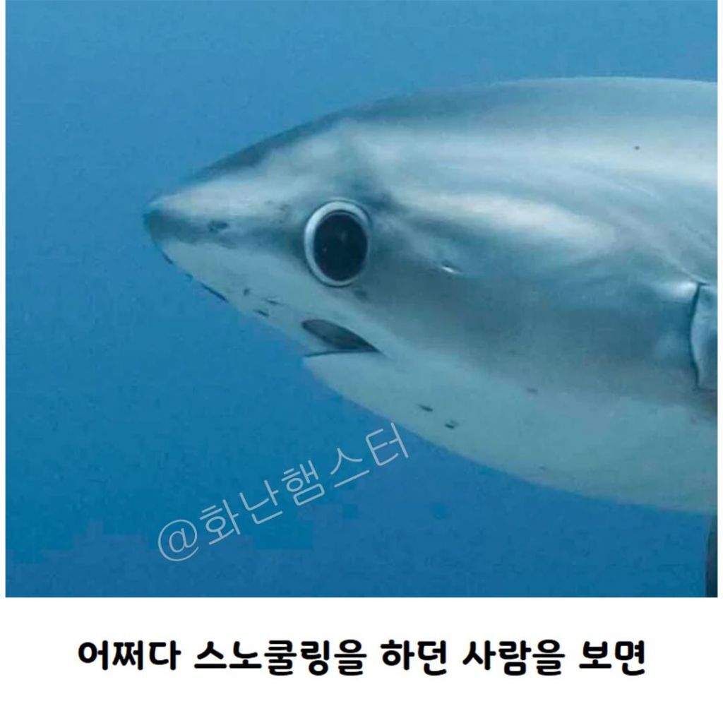 생긴걸로 오해받는 상어 | 인스티즈