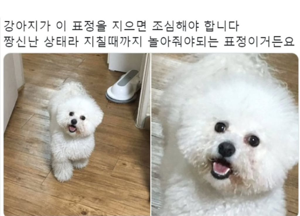 개 키우면 보이는 표정.jpg | 인스티즈