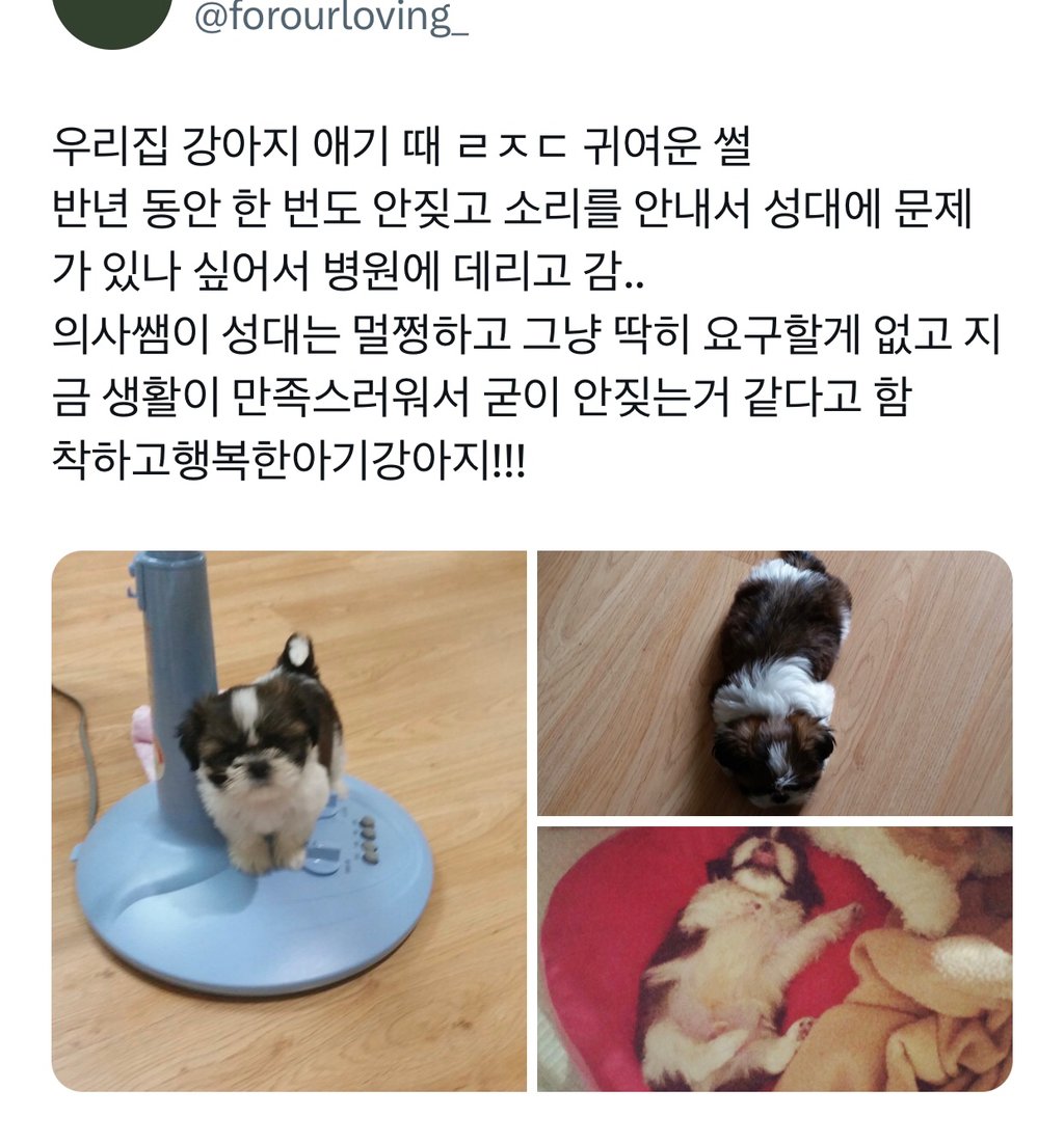 우리 집 강아지 애기 때 ㄹㅈ 귀여운 썰 | 인스티즈