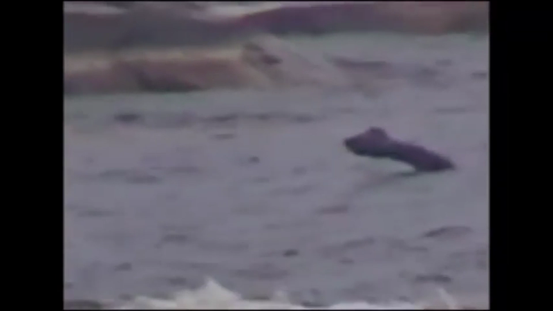 세계각국의 크립티드 영상 모음 | 인스티즈