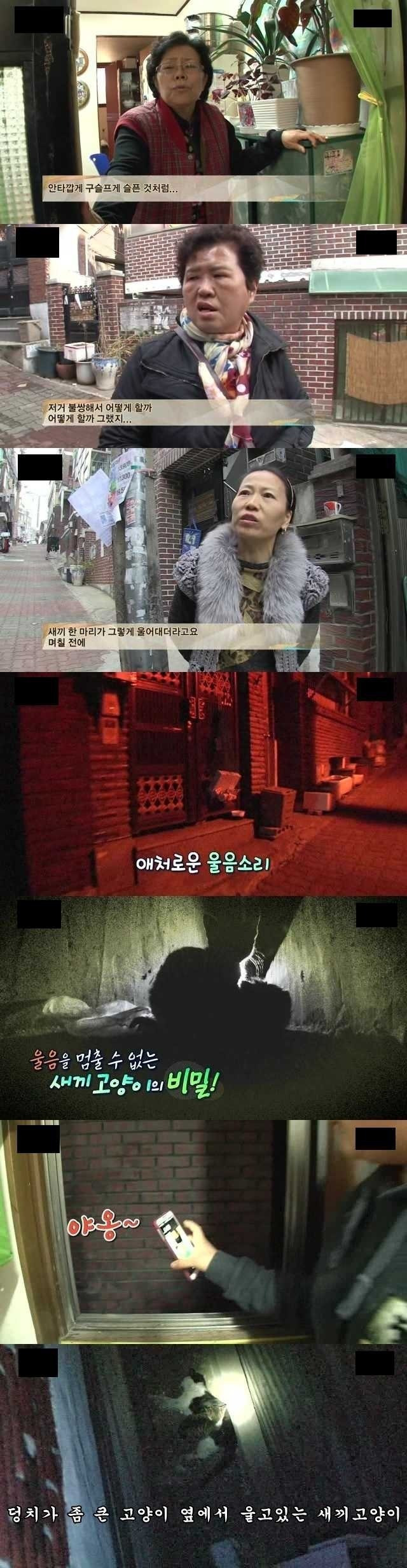 시체를 지키는 새끼고양이의 사연 | 인스티즈
