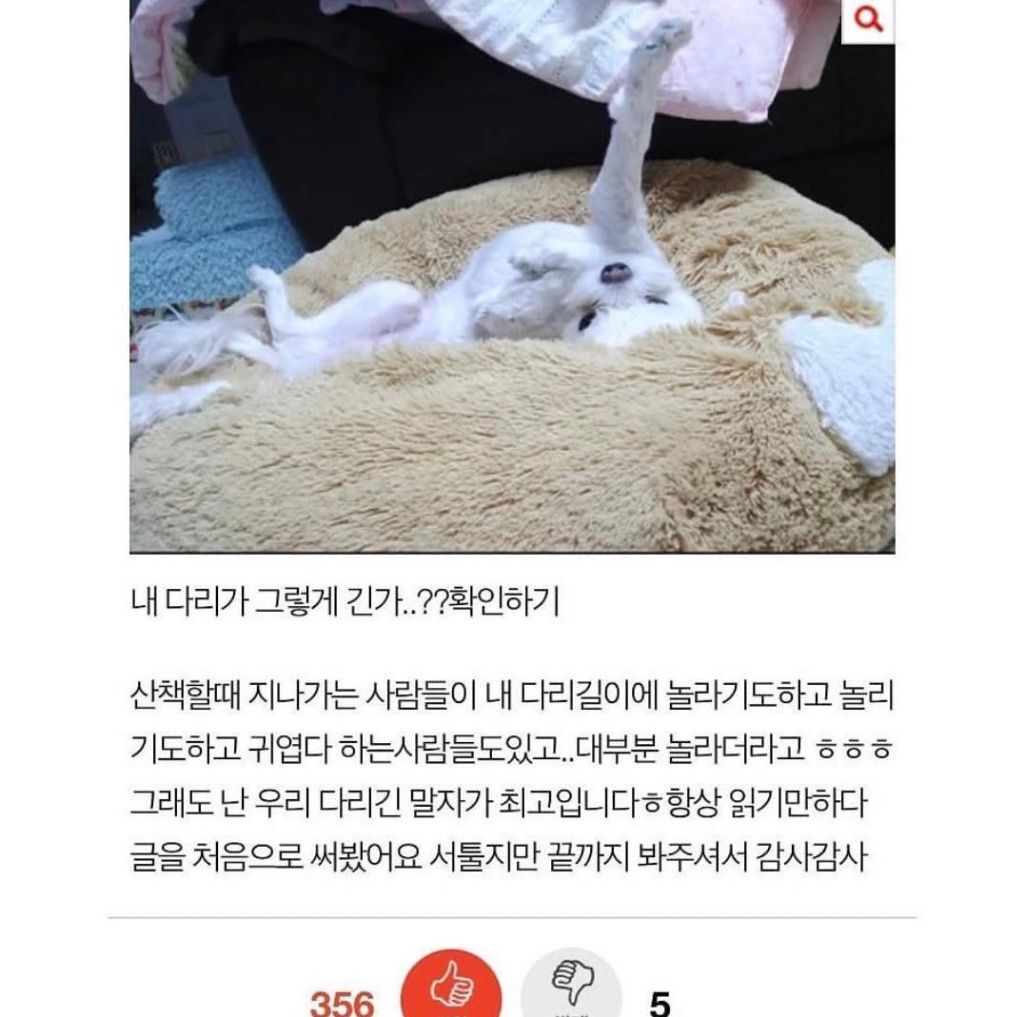 말티즈 다리가 길어봐야 얼마나 길겠어 | 인스티즈