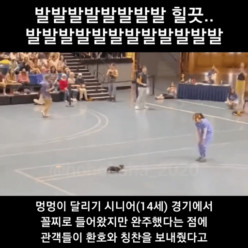 강아지 달리기대회 시니어(14세)경기 꼴찌를 환호해주는 사람들 | 인스티즈