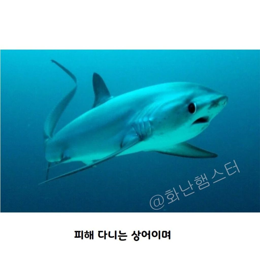 생긴걸로 오해받는 상어 | 인스티즈