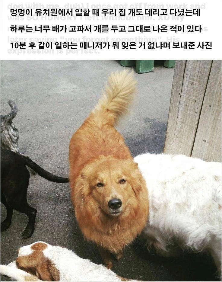 멍멍이 유치원에 멍멍이를 두고 왔더니.jpg | 인스티즈