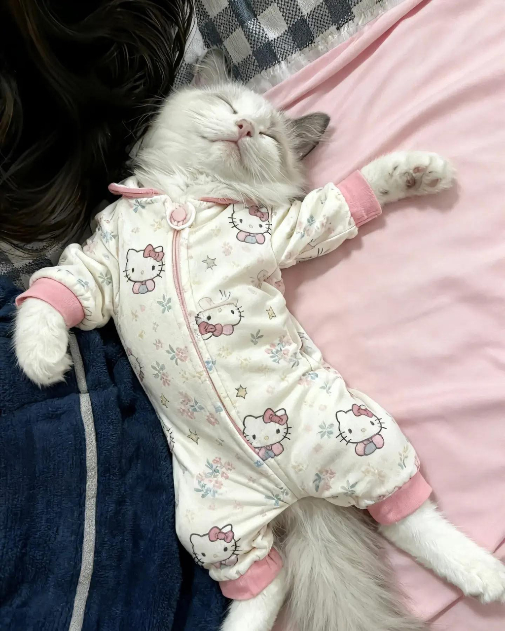 아기 옷을 냥이에게 입혀 보았다.jpg | 인스티즈