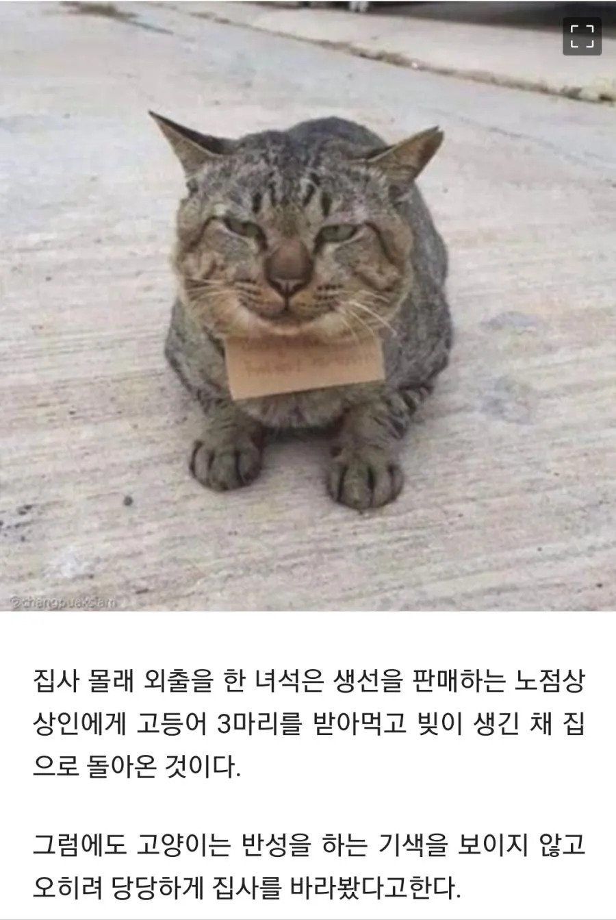 가출했다가 빚지고 돌아온 고양이 | 인스티즈