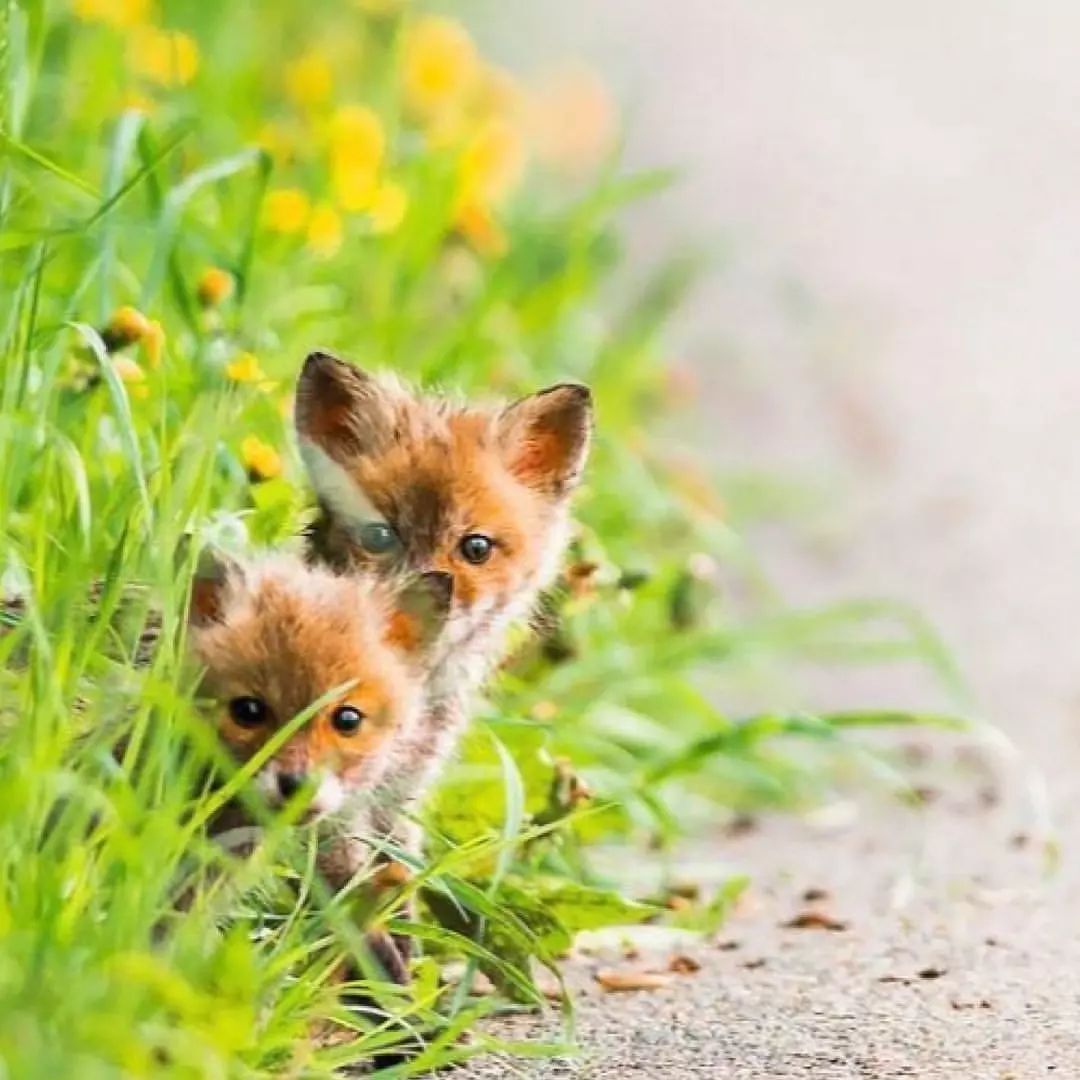 아기여우 | 인스티즈