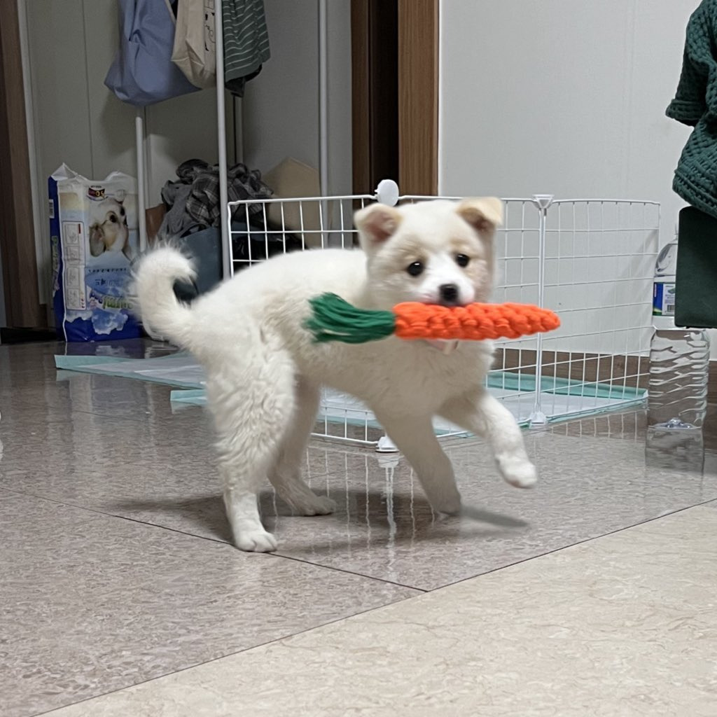 강아지 처음 키워본 엄마의 실수 | 인스티즈