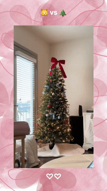 크리스마스트리🎄와 고양이🐱 | 인스티즈