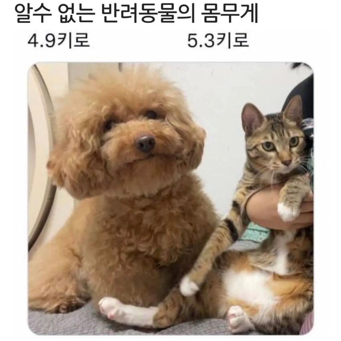 알 수 없는 반려동물 몸무게 | 인스티즈